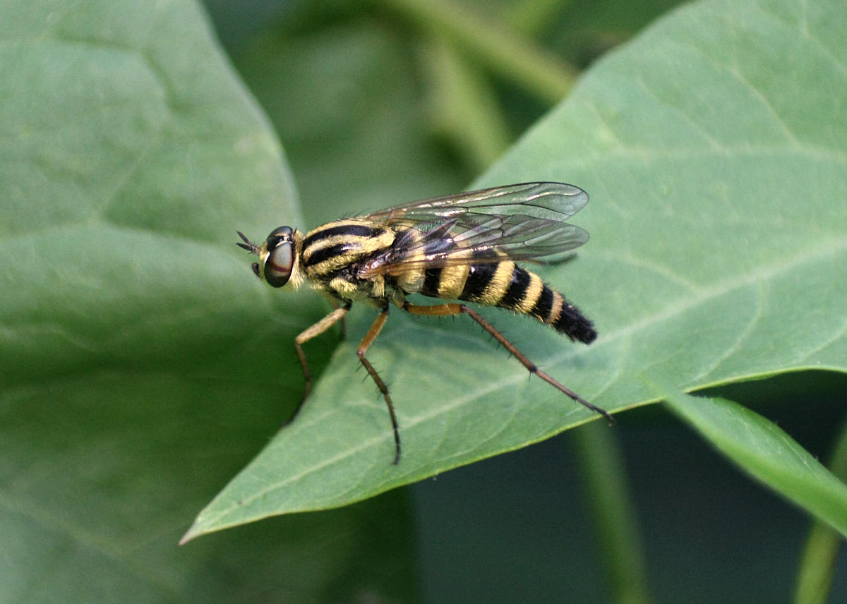 Thereva aurata   da confermare